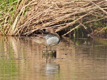 Garganey 見沼自然公園 Sun, 4/14/2024