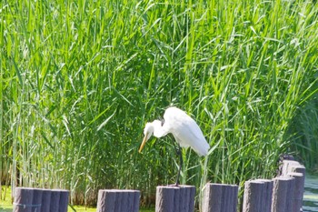 Great Egret Yatsu-higata Sat, 5/4/2024