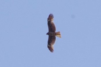 Black Kite Yatsu-higata Sat, 5/4/2024