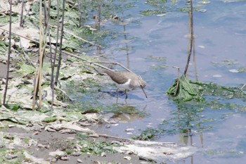 Common Sandpiper Yatsu-higata Sat, 5/4/2024