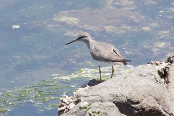 Grey-tailed Tattler Yatsu-higata Sat, 5/4/2024