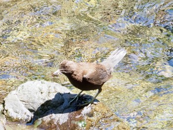 2024年5月4日(土) 貴船の野鳥観察記録