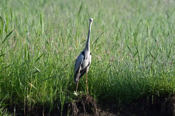 Grey Heron 愛媛県新居浜市 Sat, 5/4/2024