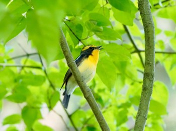 Sat, 5/4/2024 Birding report at Kyoto Gyoen