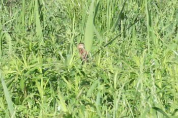 Zitting Cisticola 上谷沼調整池 Sun, 5/5/2024