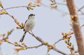 エナガ 石ケ谷公園 2024年4月2日(火)