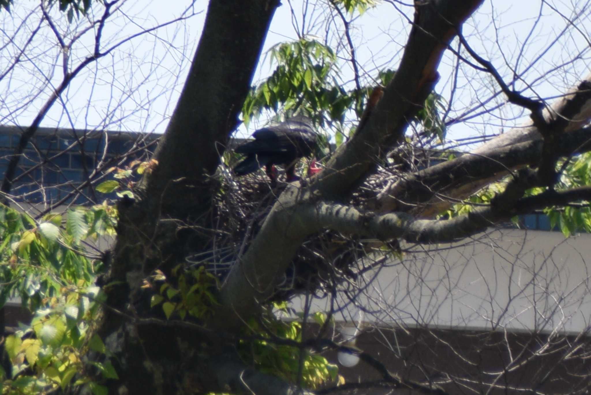 カーテンをブラインドに教室から観察。 by NM🐥📷