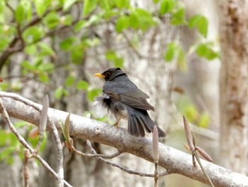 Japanese Thrush Nishioka Park Sun, 5/5/2024