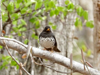 Japanese Thrush Nishioka Park Sun, 5/5/2024