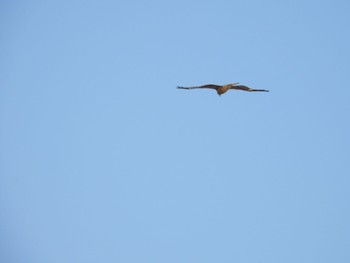 Black Kite 三重県名張市 Sun, 5/5/2024