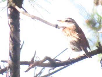 Sakhalin Leaf Warbler 佐渡島 Sat, 5/4/2024