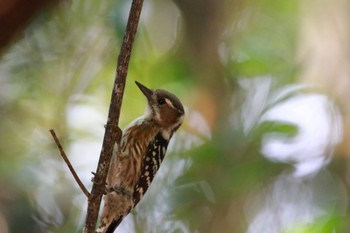 Japanese Pygmy Woodpecker(nigrescens) 名護岳 Sat, 4/27/2024