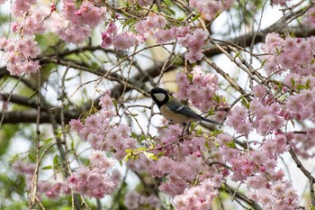 シジュウカラ 軽井沢 2024年4月28日(日)