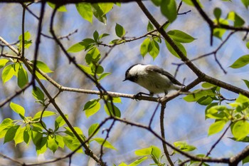 コガラ 軽井沢野鳥の森 2024年4月28日(日)