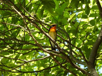 Narcissus Flycatcher Osaka Nanko Bird Sanctuary Sat, 5/4/2024