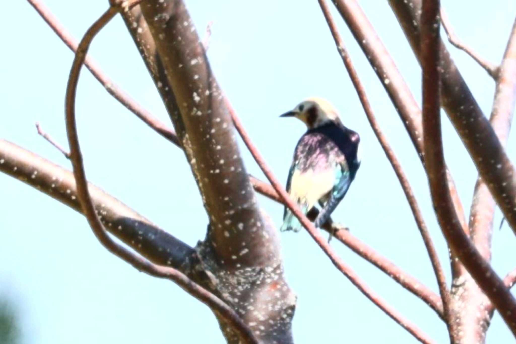 Chestnut-cheeked Starling