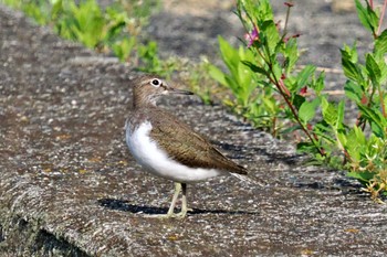 Common Sandpiper 愛媛県 Fri, 5/3/2024