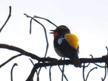 2024年5月2日(木) 草津温泉の野鳥観察記録