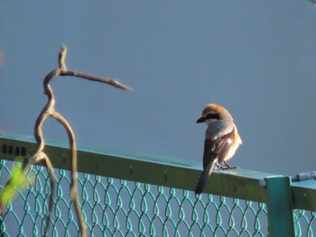 Bull-headed Shrike 草津温泉 Thu, 5/2/2024