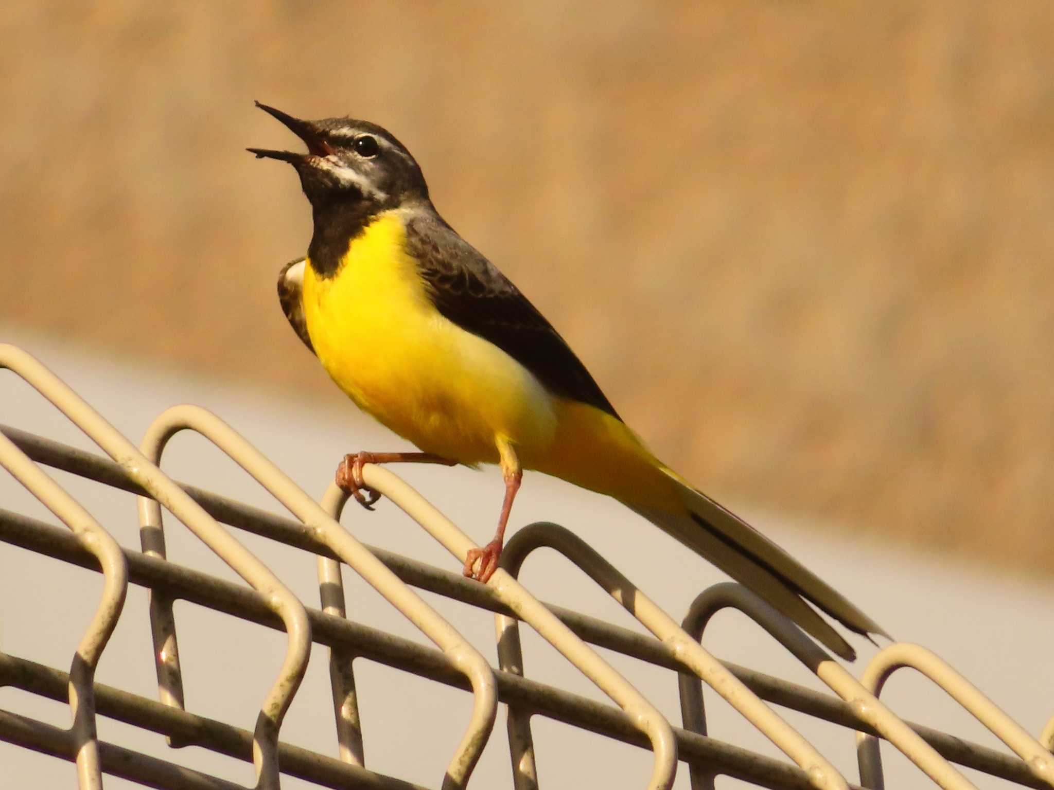 Grey Wagtail