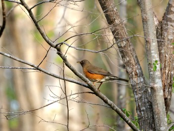 Brown-headed Thrush Nishioka Park Sun, 5/5/2024