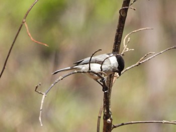 Willow Tit Yanagisawa Pass Sat, 5/4/2024