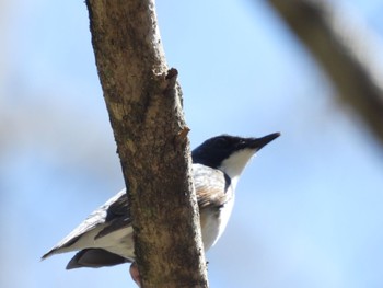 Siberian Blue Robin Yanagisawa Pass Sat, 5/4/2024