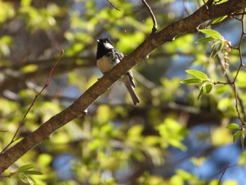 Coal Tit Yanagisawa Pass Sat, 5/4/2024