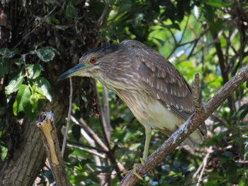 Black-crowned Night Heron 庄和総合公園 Sat, 5/4/2024