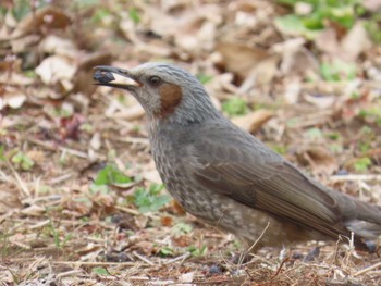 Brown-eared Bulbul 鹿沼公園 Sun, 5/5/2024