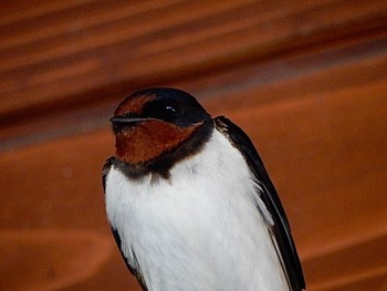 Barn Swallow 道の駅あいづ湯川・会津坂下 Fri, 5/3/2024