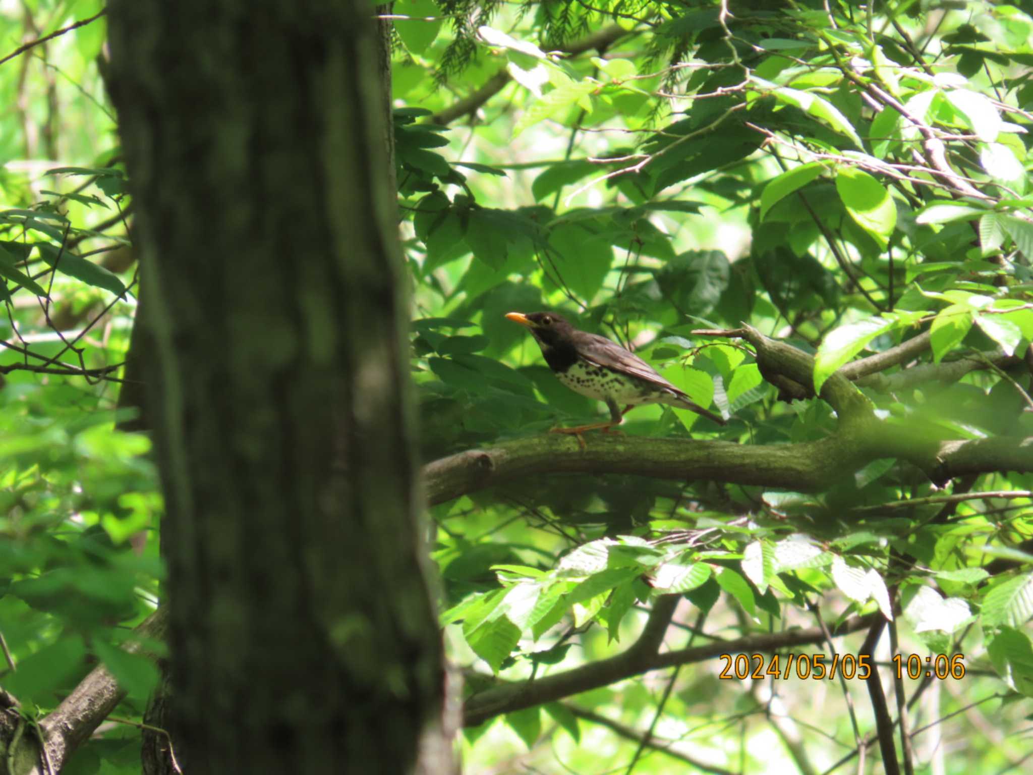 Photo of Japanese Thrush at 太白山自然観察の森 by きくいただき