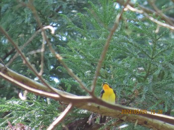 Narcissus Flycatcher 太白山自然観察の森 Sun, 5/5/2024