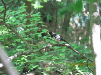 2024年5月5日(日) 太白山自然観察の森の野鳥観察記録