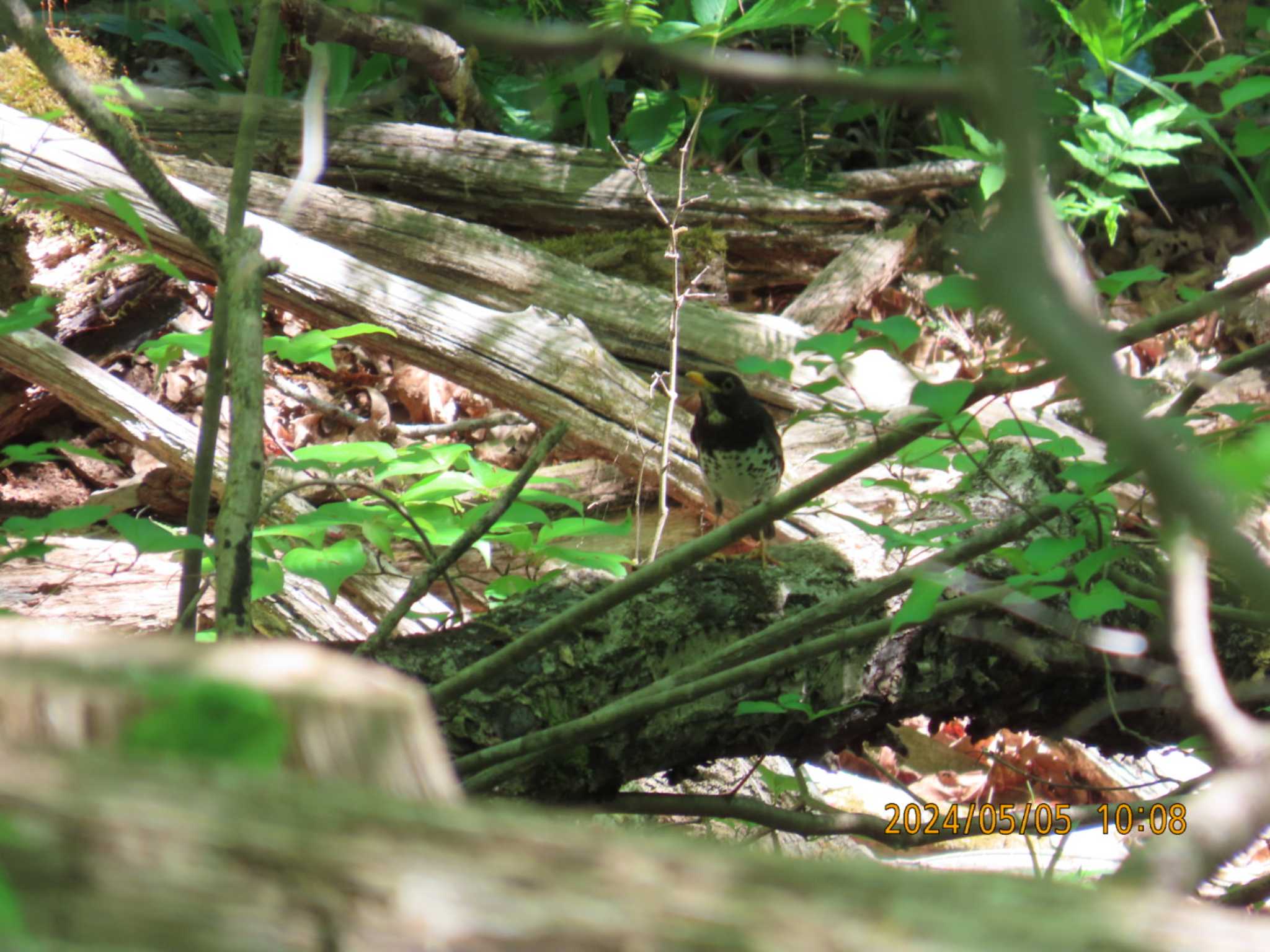 太白山自然観察の森 クロツグミの写真 by きくいただき