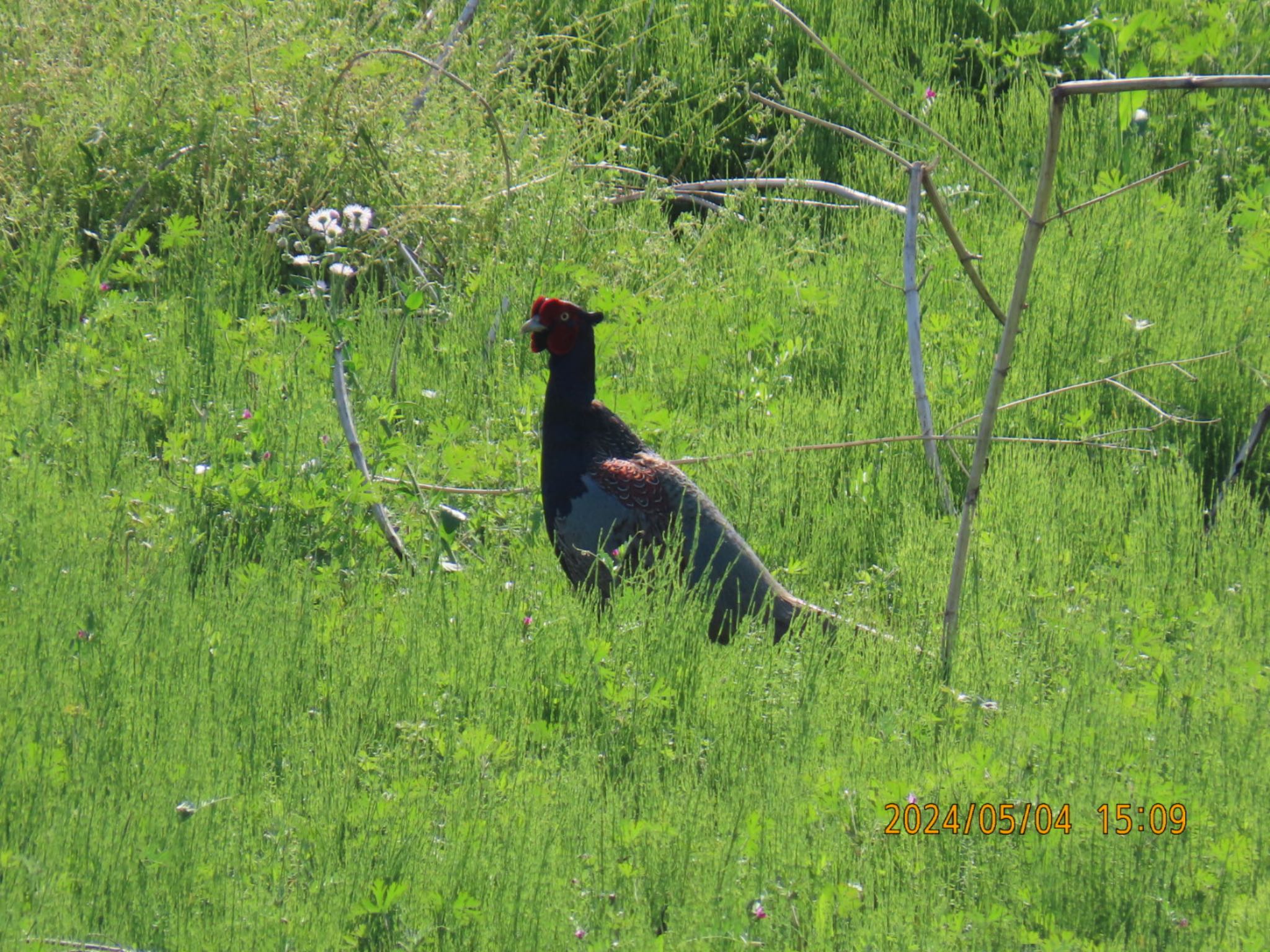 Green Pheasant