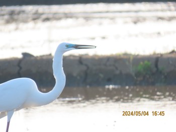 Great Egret 益子町内 Sat, 5/4/2024