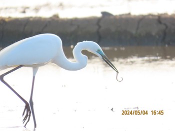 Great Egret 益子町内 Sat, 5/4/2024