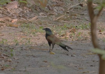 Greater Coucal Wachirabenchathat Park(Suan Rot Fai) Fri, 5/3/2024