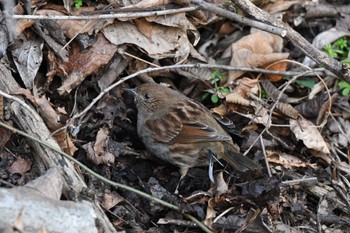 Japanese Accentor 日向林道 神奈川県伊勢原市 Sat, 3/9/2024