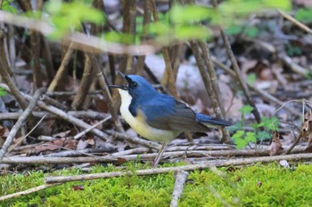 Siberian Blue Robin 静岡県 Fri, 5/3/2024