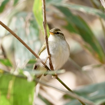 Eastern Crowned Warbler Nishioka Park Sun, 5/5/2024