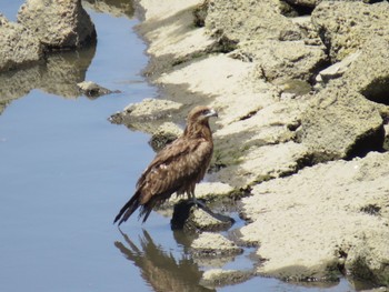 Black Kite 荒川河川敷 Sat, 5/4/2024