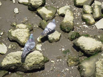 Rock Dove 荒川河川敷 Sat, 5/4/2024