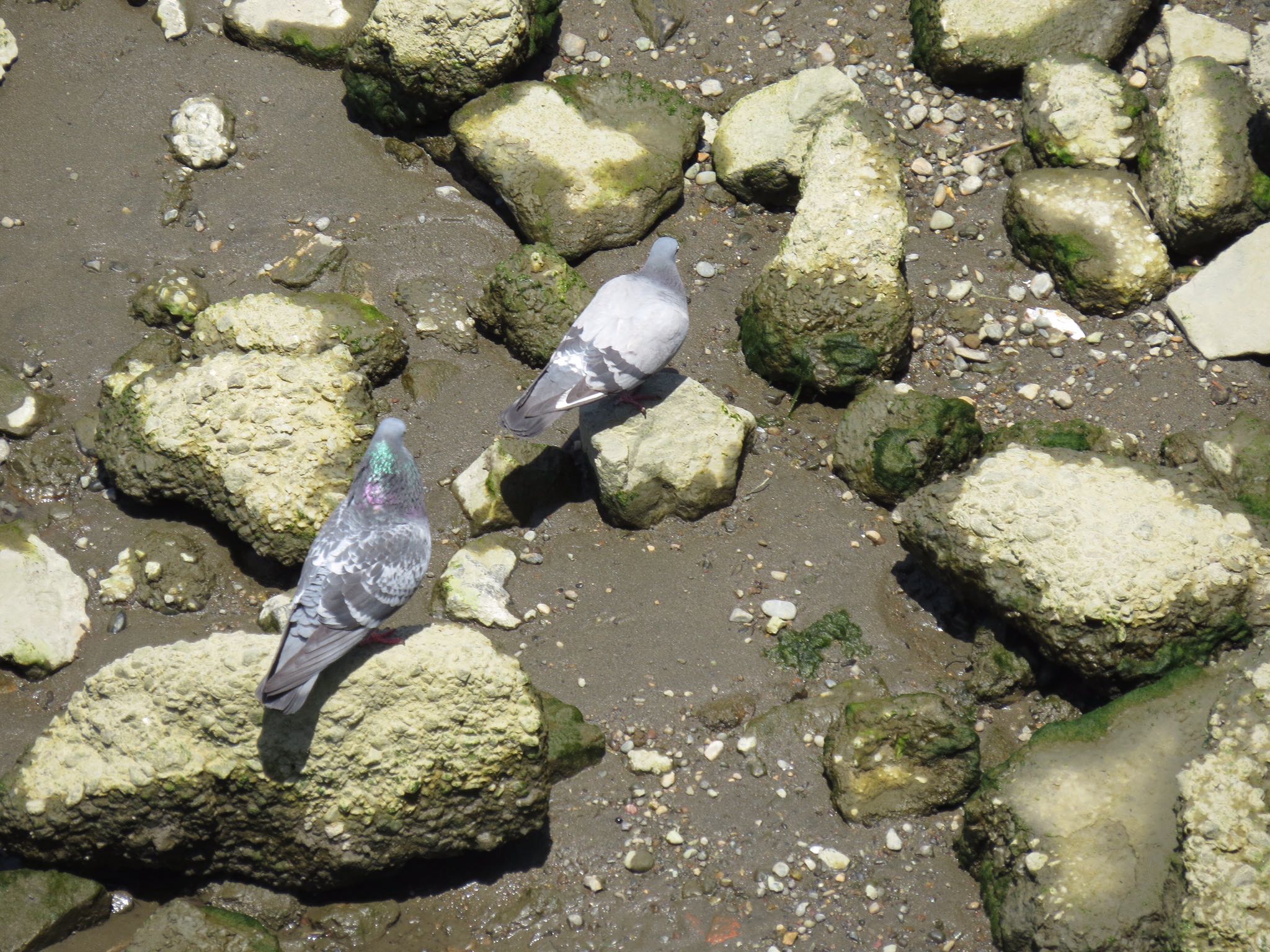 Photo of Rock Dove at 荒川河川敷 by Haruki🦜