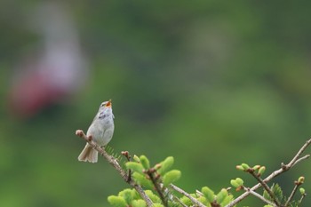 Japanese Bush Warbler 雲仙あざみ谷 Sat, 5/4/2024