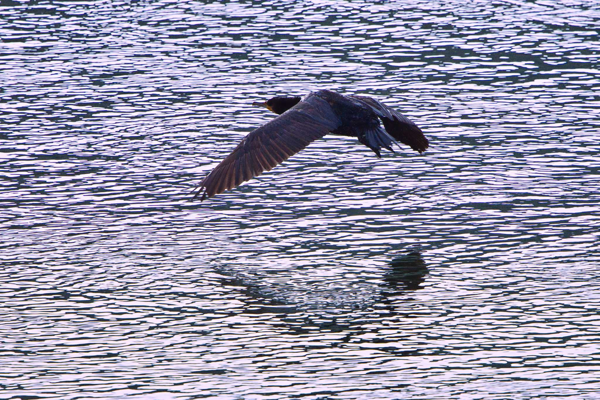 Photo of Great Cormorant at 和歌山 紀の川 by アカウント15049