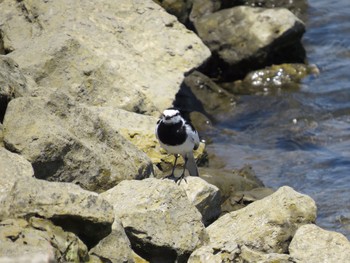 White Wagtail 荒川河川敷 Sun, 5/5/2024