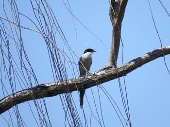 Azure-winged Magpie 荒川河川敷 Sun, 5/5/2024