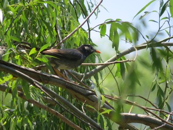 White-cheeked Starling 荒川河川敷 Sun, 5/5/2024